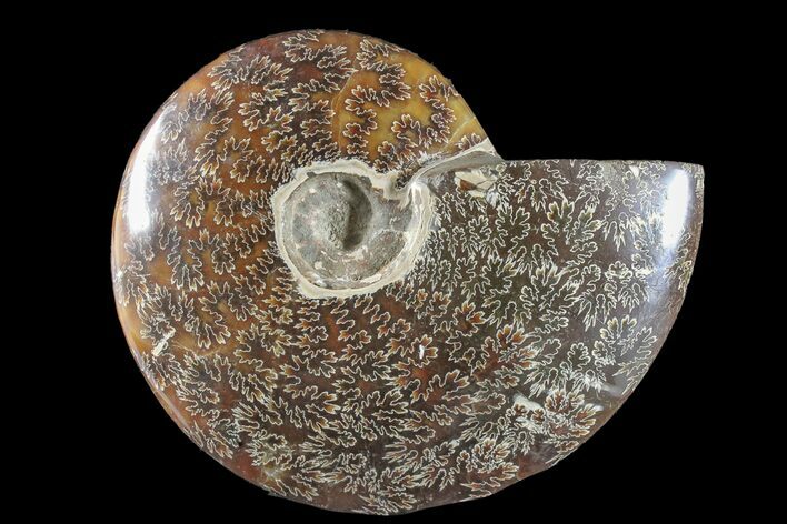 Polished Ammonite (Cleoniceras) Fossil - Madagascar #166386